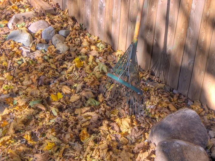 Herbstlaub als Gartenressource nutzen – Foto zum Gartentipp