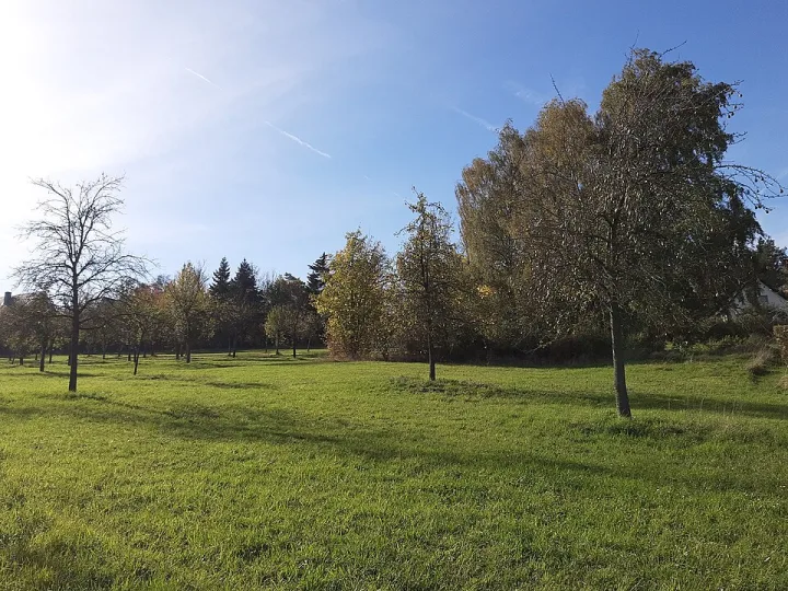 Streuobstwiese – Foto
